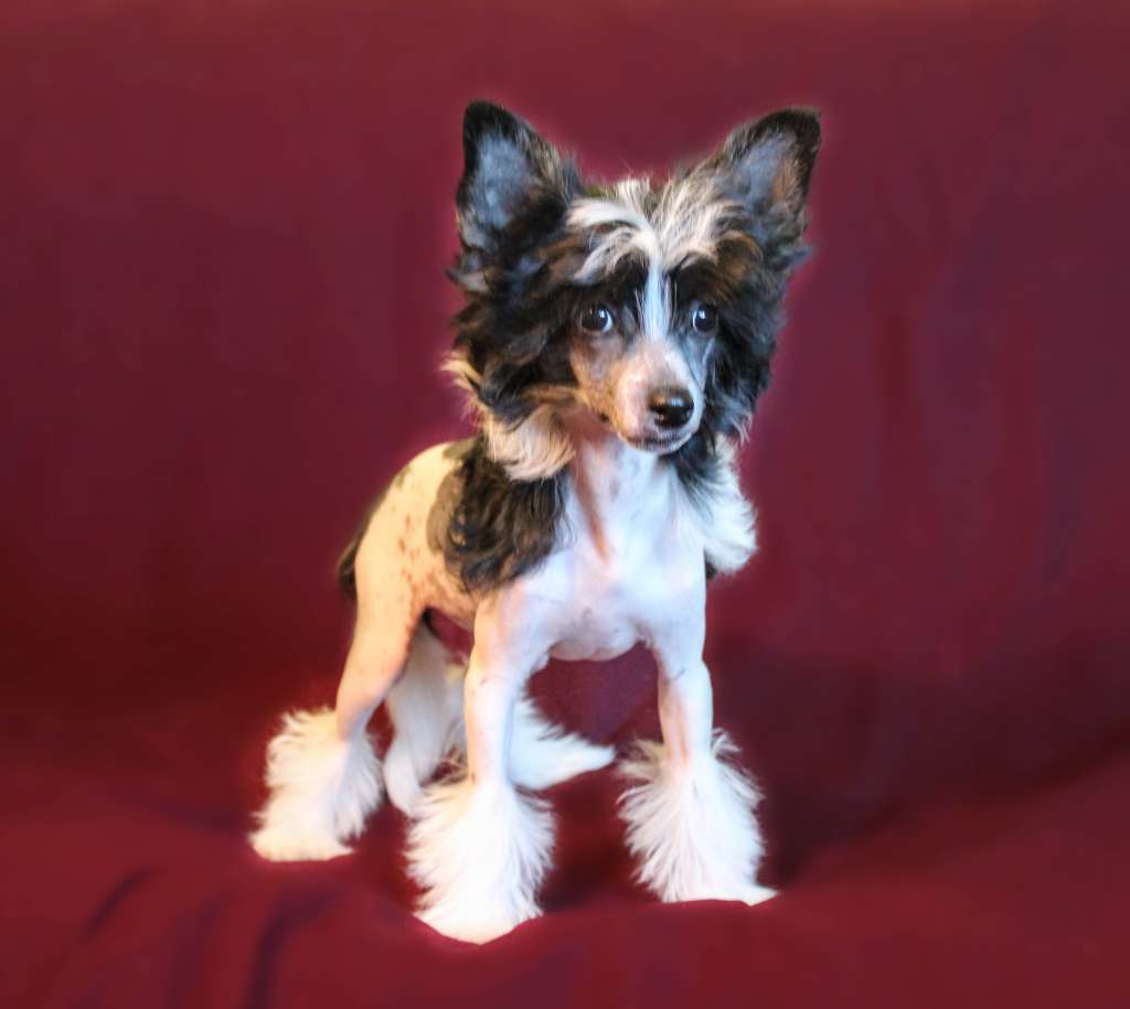 Laisan Island Zvenislava