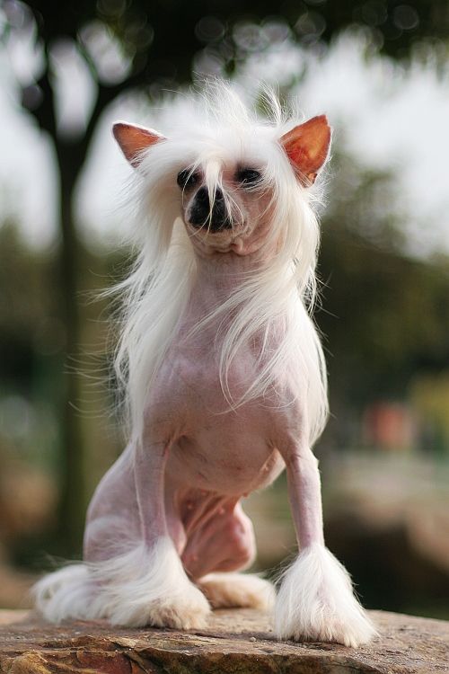 Sky Moonlight Garden FCI Guaiguai