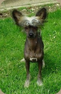 Flash de l'Eden des Cherubins