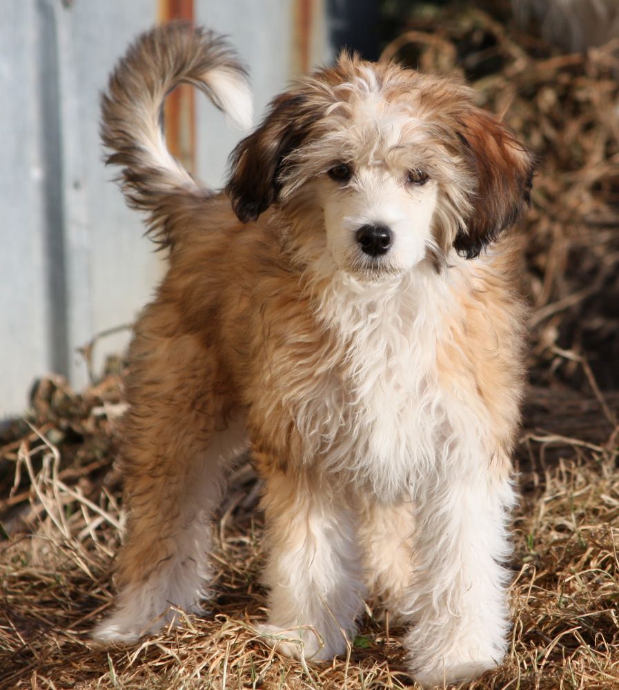 Crazy Diamond Exquisit Cha-Cha