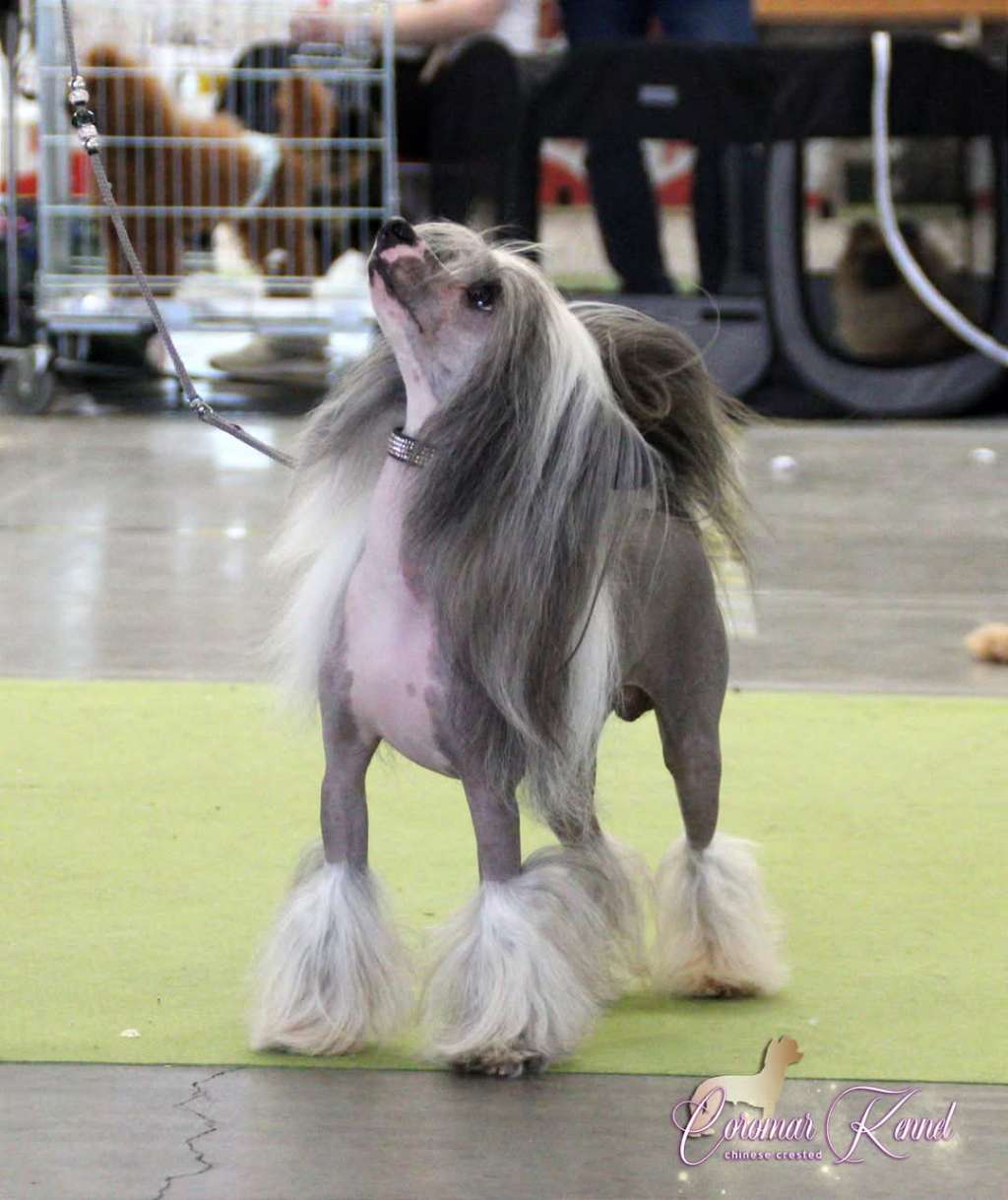 JCH.Coromar Florian Grey