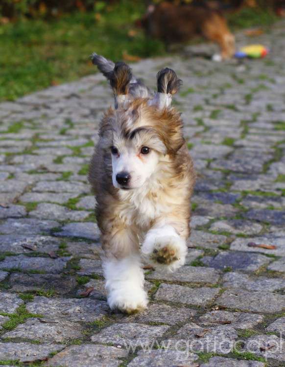 Theo Sassler Gattaca