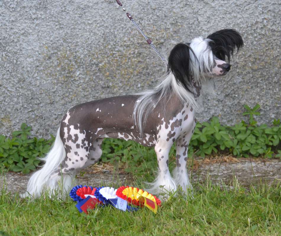 Stormblåstens Moonspell