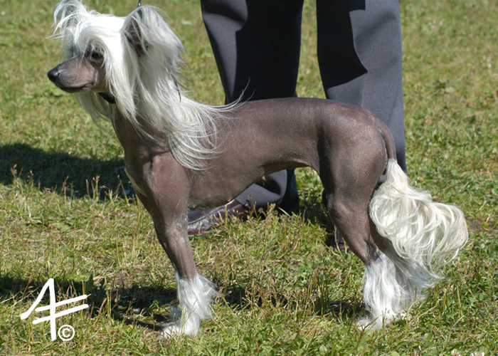 Eugenios Chiang Kai-Shek Mistress