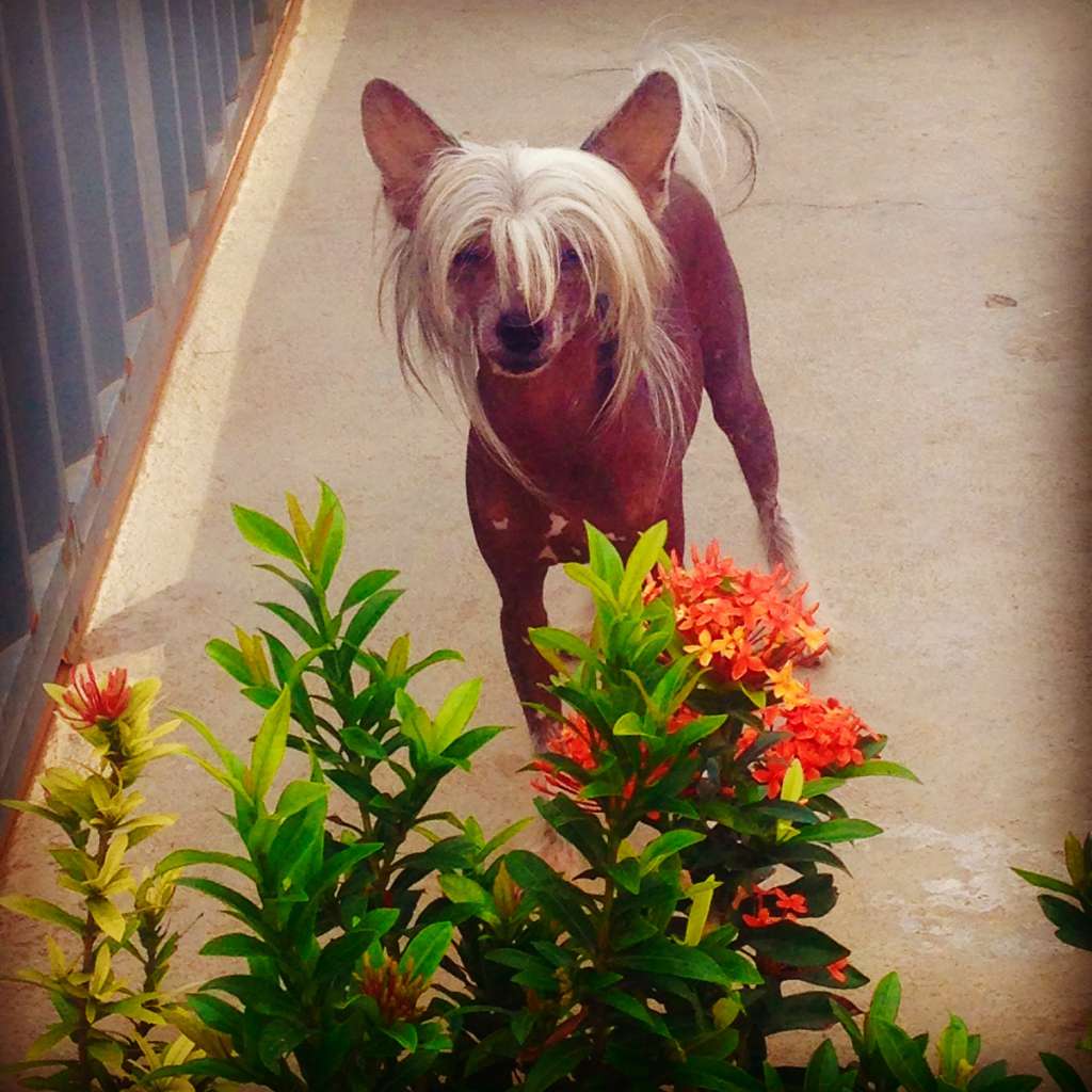 Lapinus Kemego's Whisky