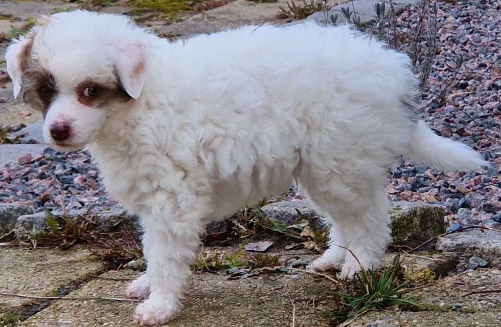 Kryddhundens Mazarin