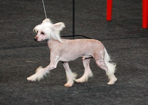 Akbus Eastern Spirit