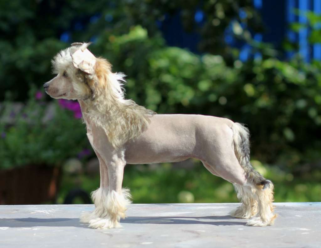 Denville Ozi Lampone