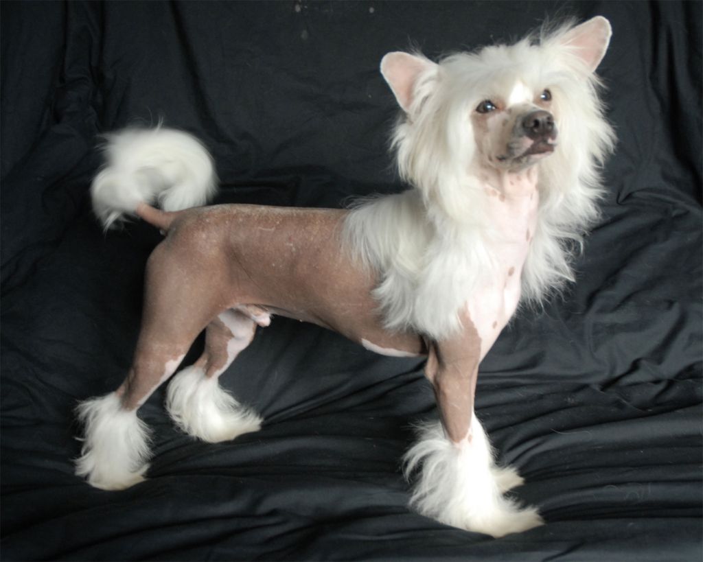 Taijan Dreamer Sexmachine