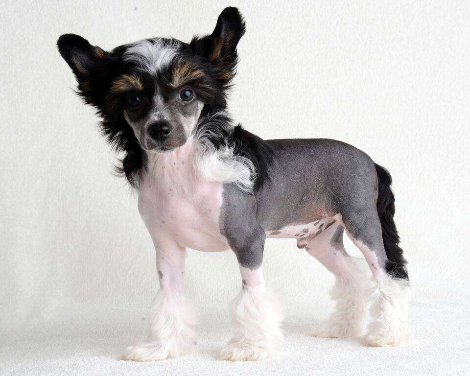 Amor Bella's Black Magic Surprise