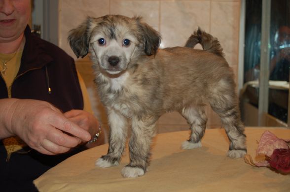 De La Mahafu's Princ Izmail