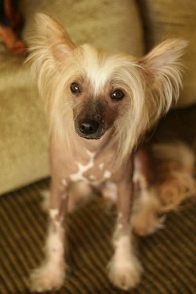 Airon Alpiiskii Cvetok