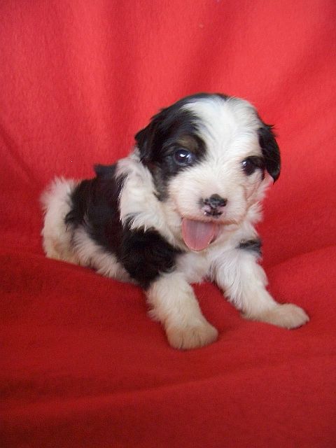 Be My Dog's Jabberwocky