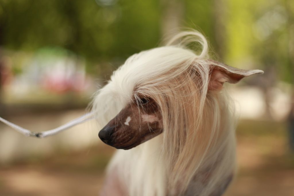 Vikiri Bells Yunona Only You