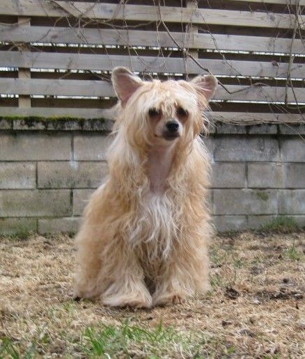 Dalatassens Pretty Zoe