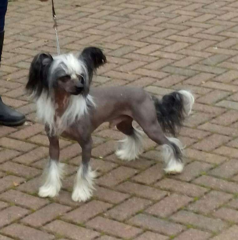 Nisyros Meet Joe black Via Bryelis