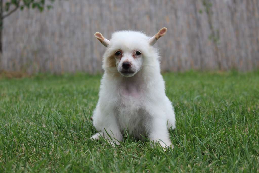 Barry Sweetheart de Fageiro