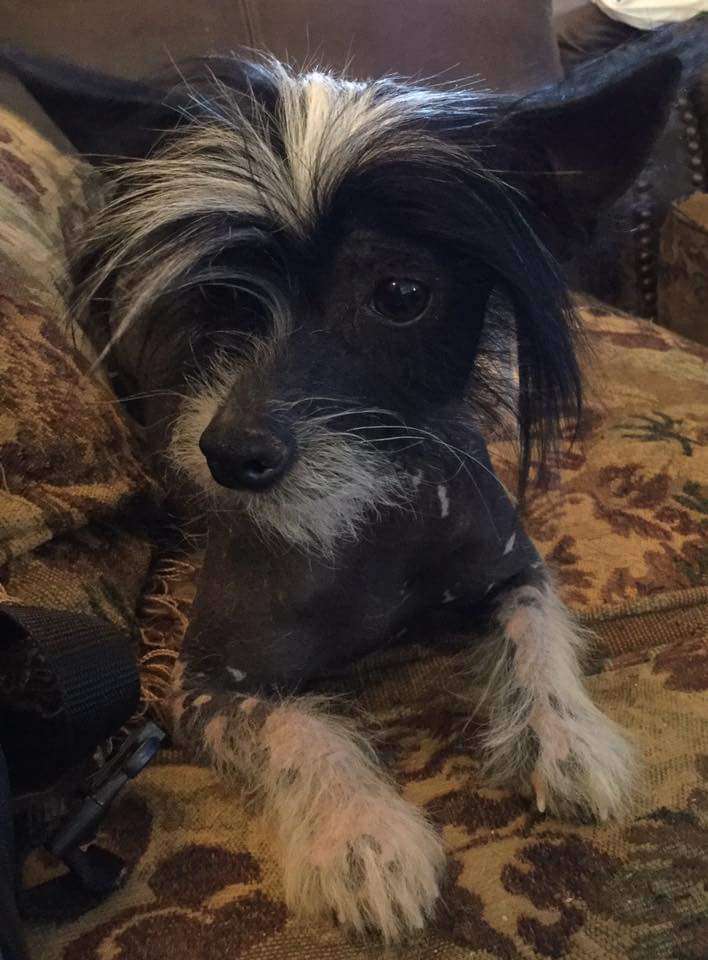 Cosmic's Shooting Star