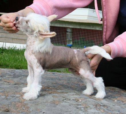 Proud Pony Mastermind