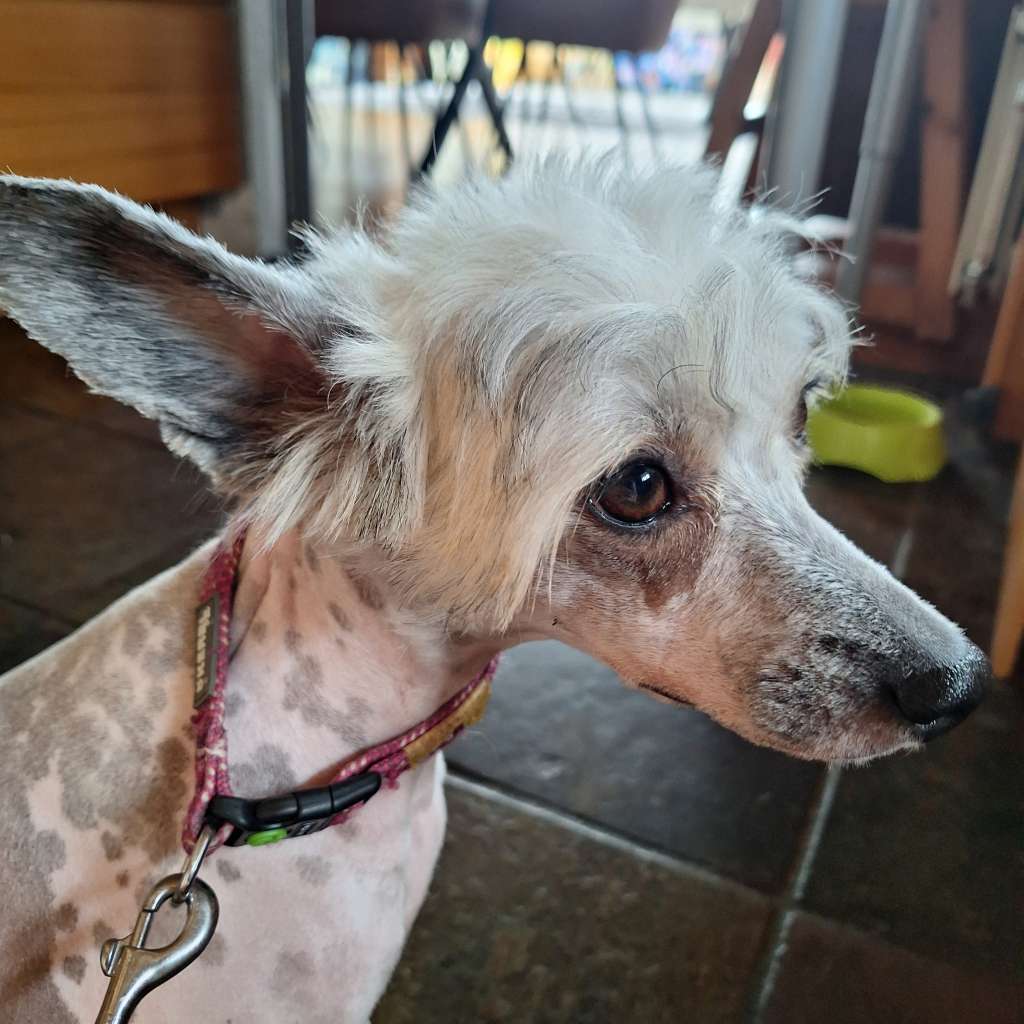 TnTcrested Aurora Borealis