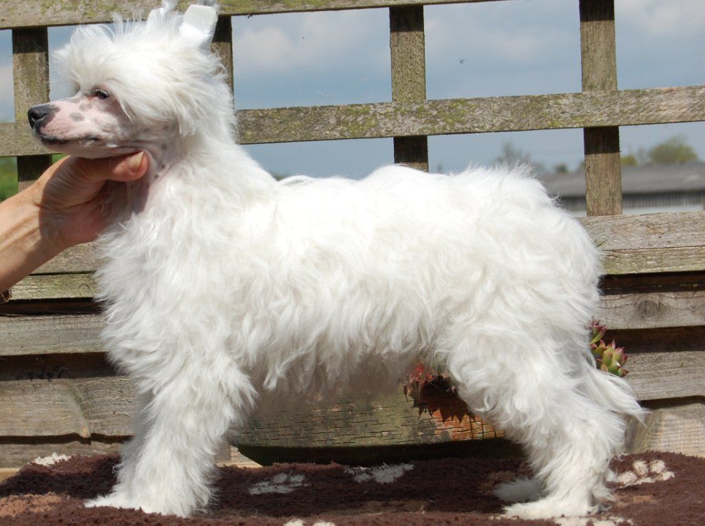 Zucci Point The Finger