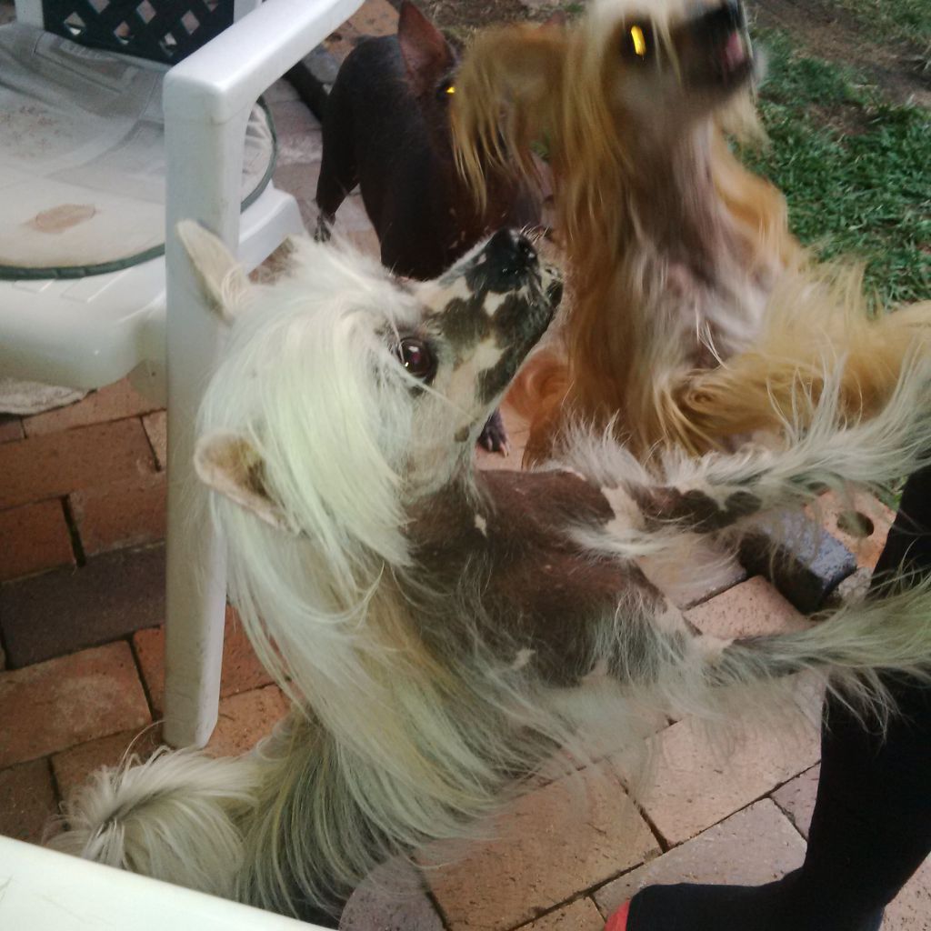 Tournais Wasabi From Sweden