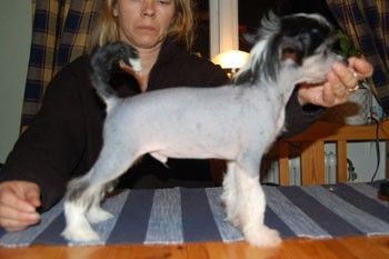 Absolute Magic's Damn I'm Perfect