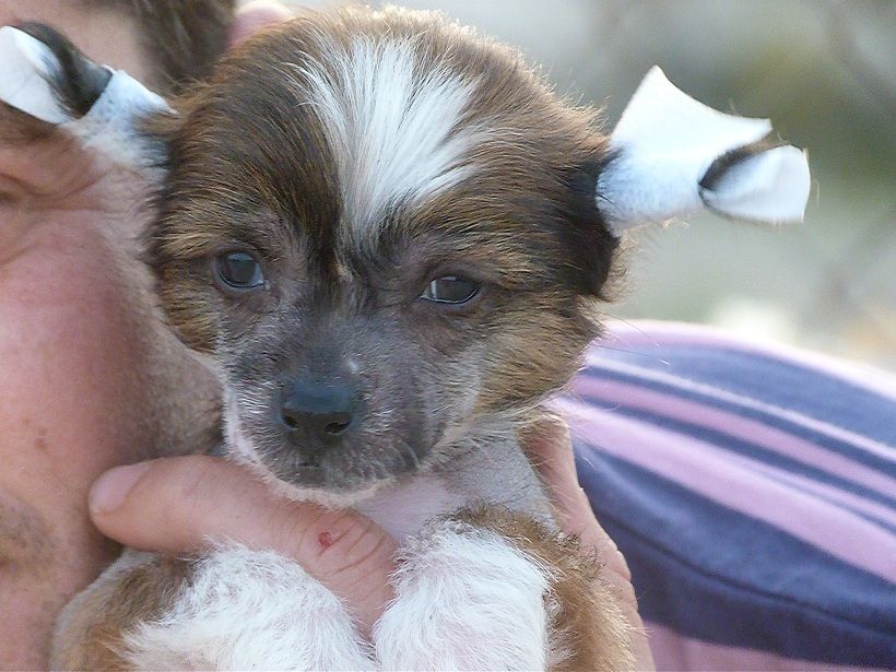 Alice de Saphire Star Soul