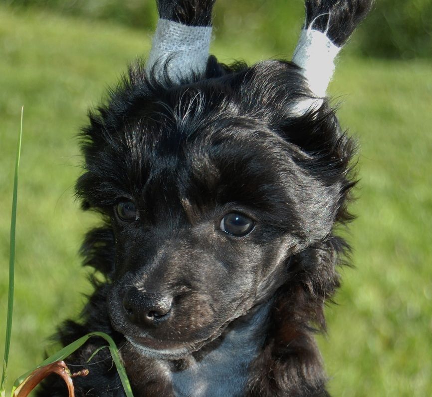 Shandor's Lullaby Luke