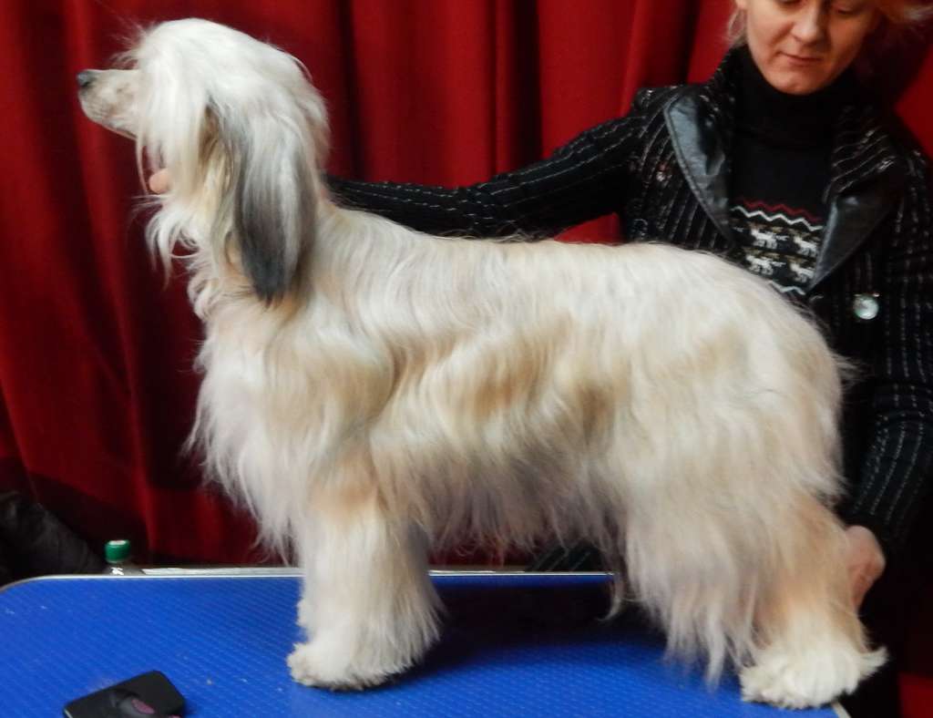 Evitalina Erika Bonus Westtai