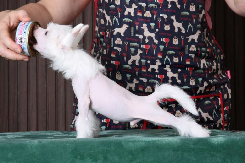 Incanto Del Mondo Twitter