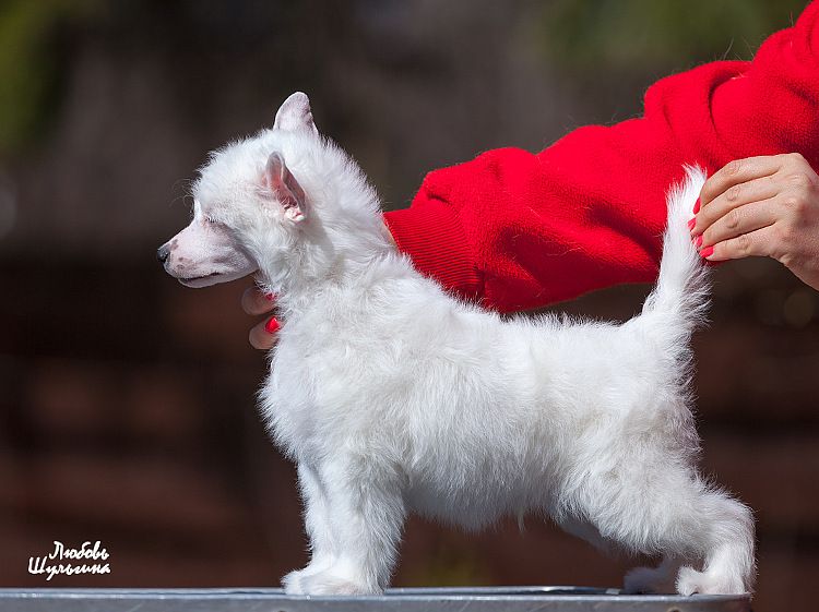 My Vanity Fair Will Filippo