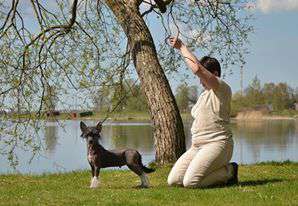 Golden Diamond Cresteds Get Crazy