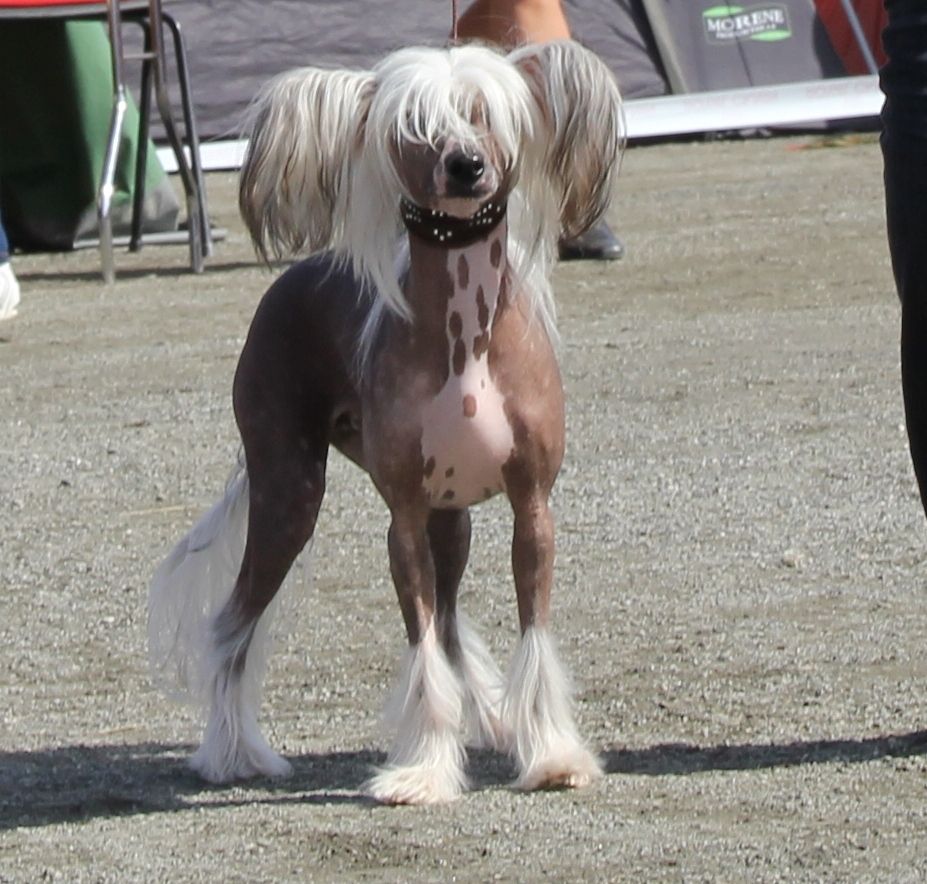 K9Madness Exquisite Emerald