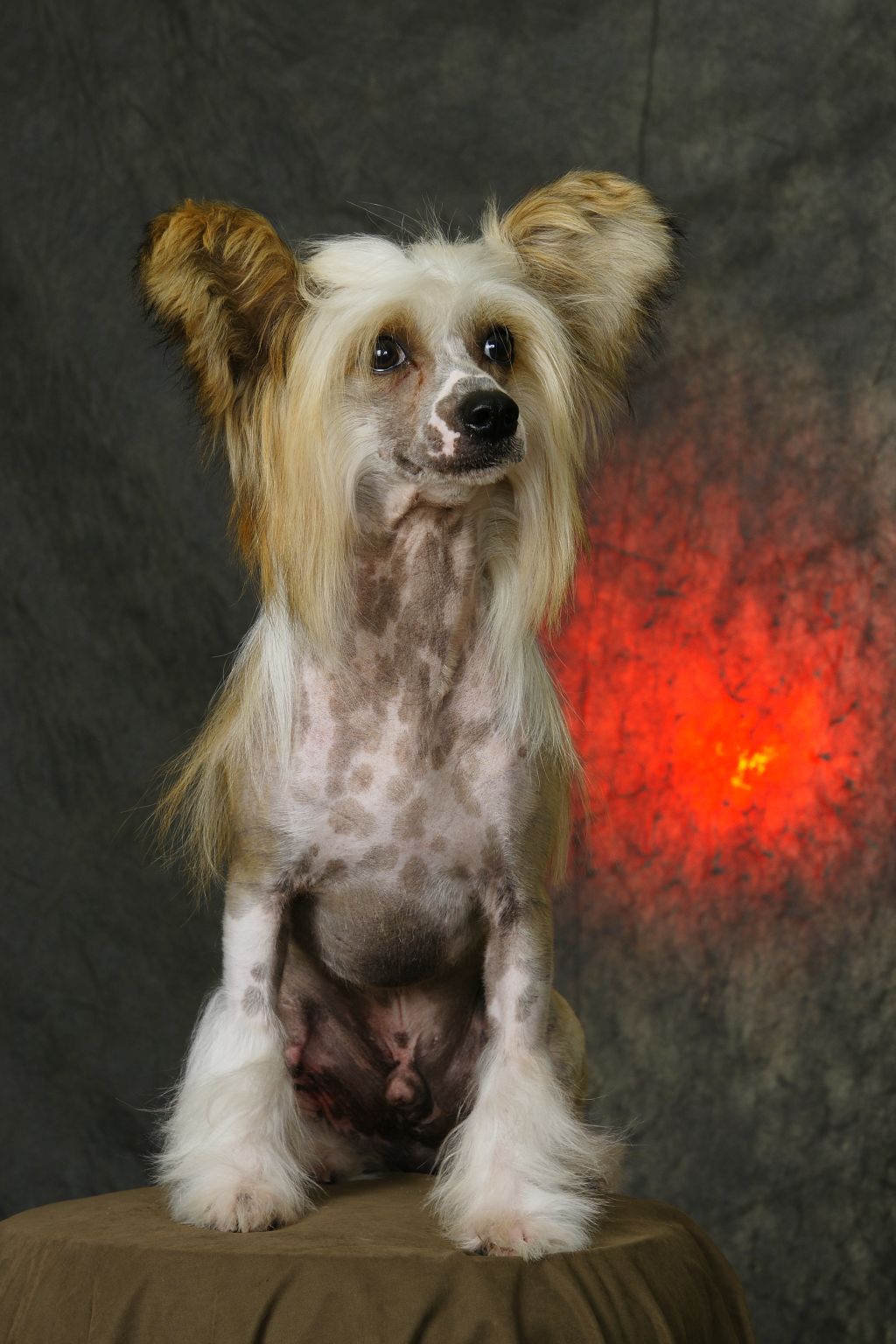 Jak La'Vill Bonus Westtai