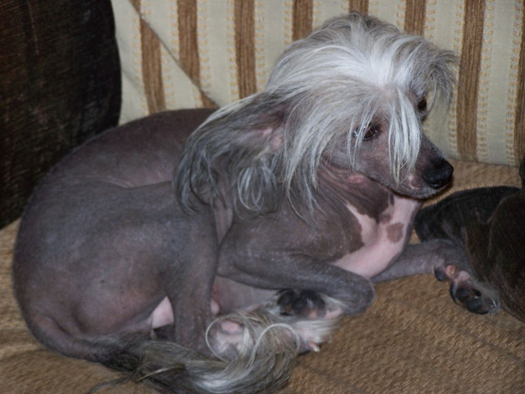 Cresties Taken By Storm