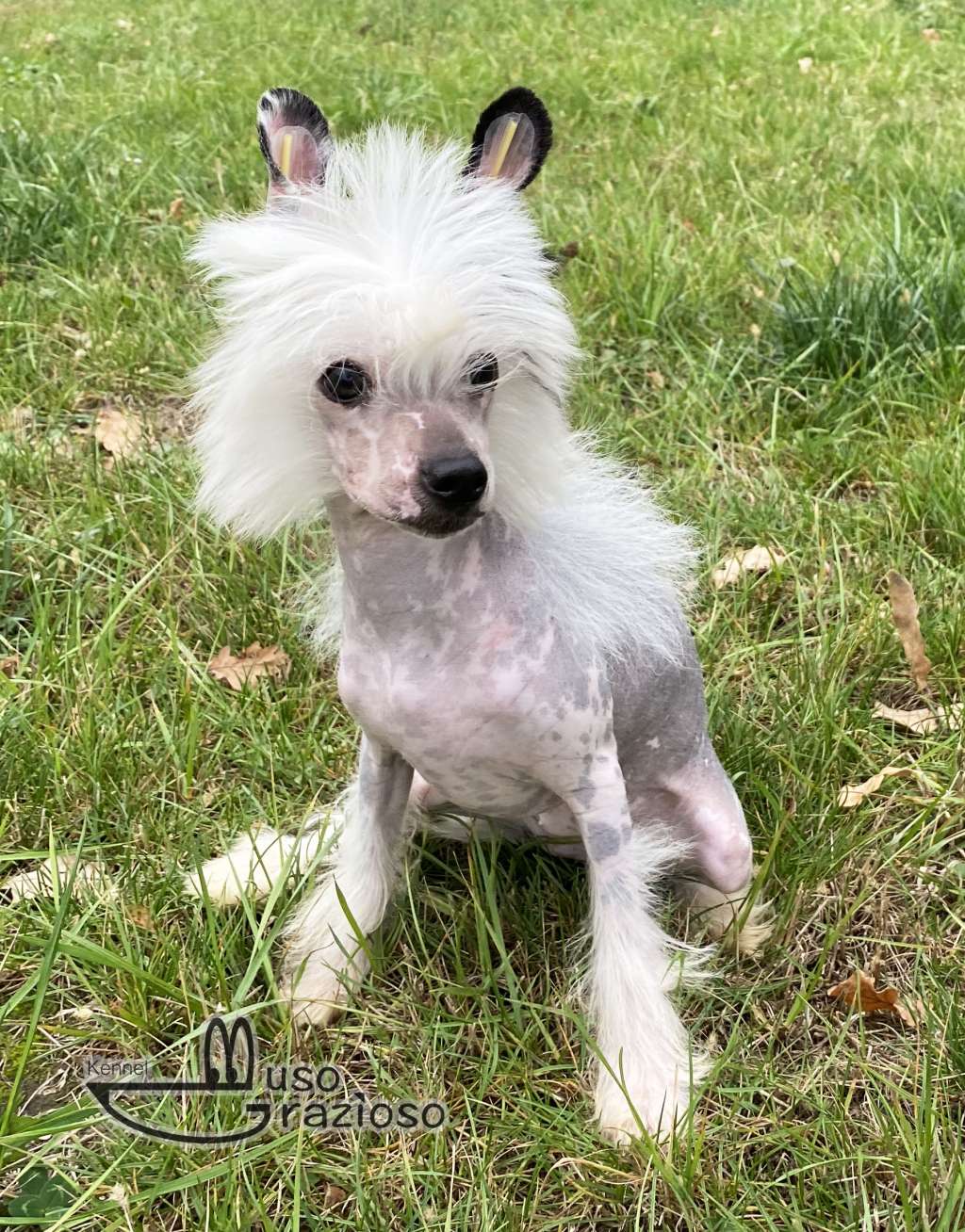 Muso Grazioso Tatiana