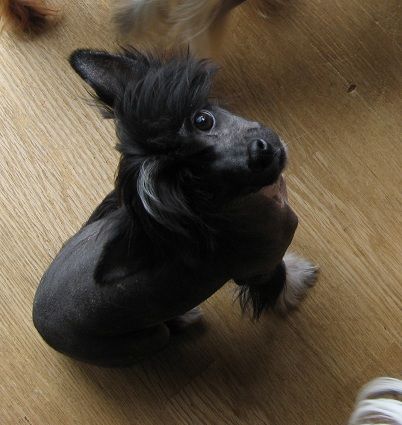 Rino Anne JP Thunderation