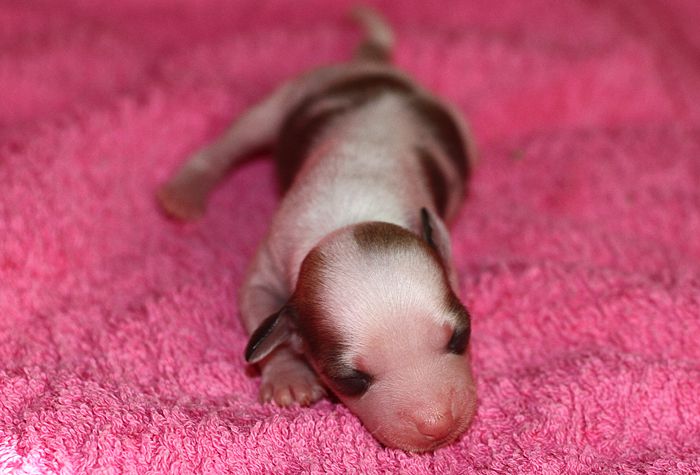 Lunacrest Bitch On Wheels