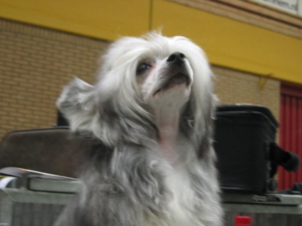 China Girl v.d. Loofdak