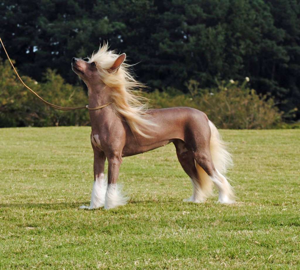 Koridawns If Wishes Were Horses