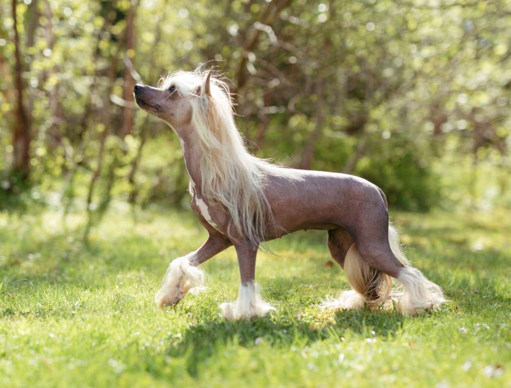 Crested Vixen's Lack og Lær