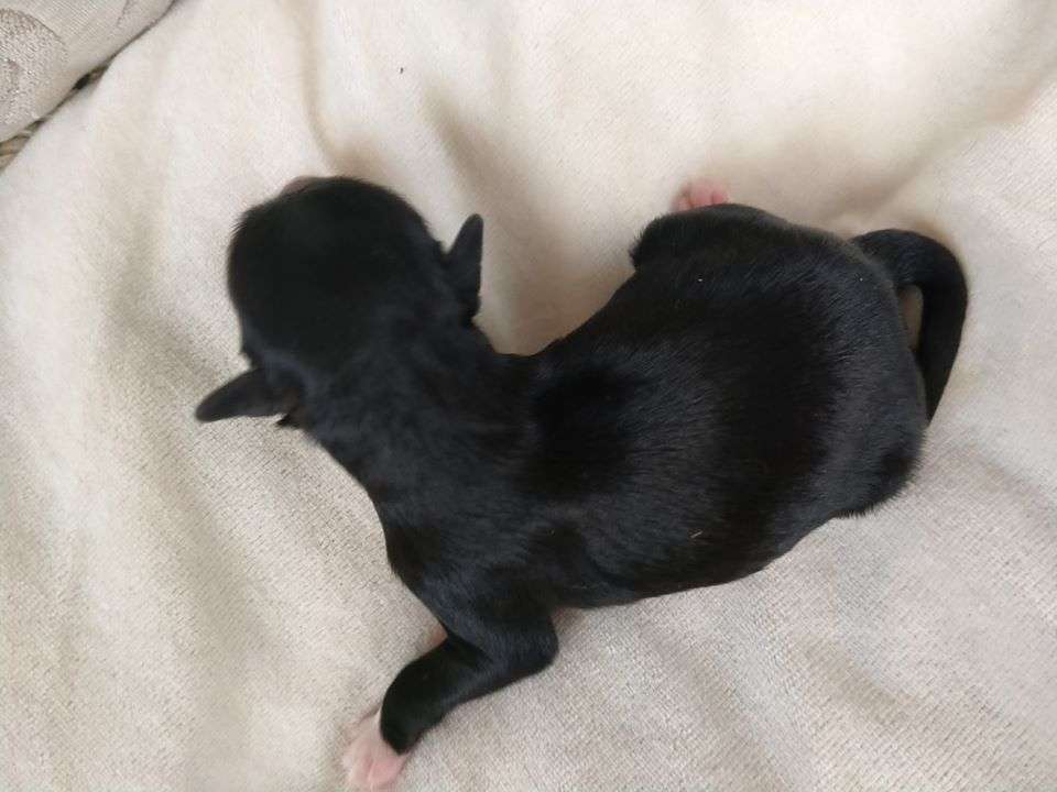 RENE Kolekcja Szuwarka