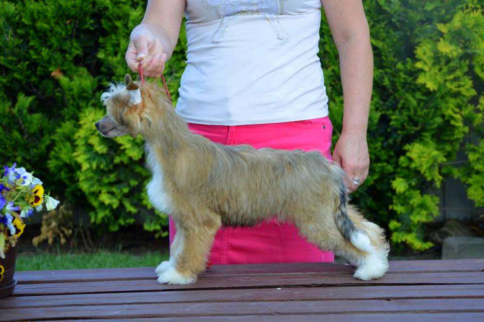 Berberys Nasza Sfora