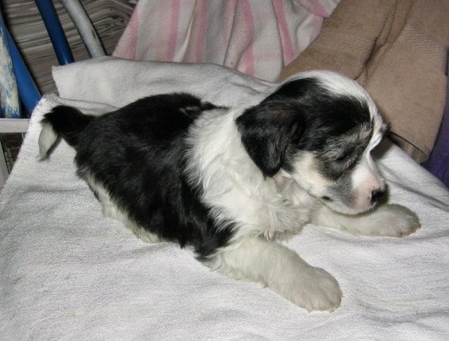 Mohawk Just Wild Bout Hairy