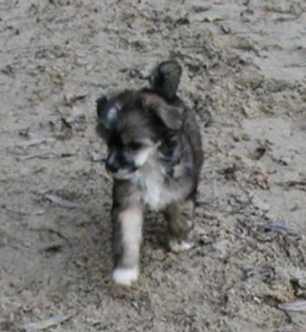 Girl Cyloé Top Model De Rama