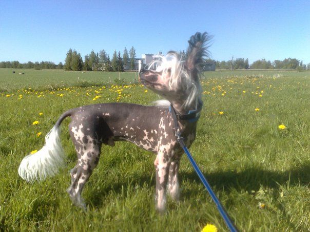 Meadowwood's Cool Céasar