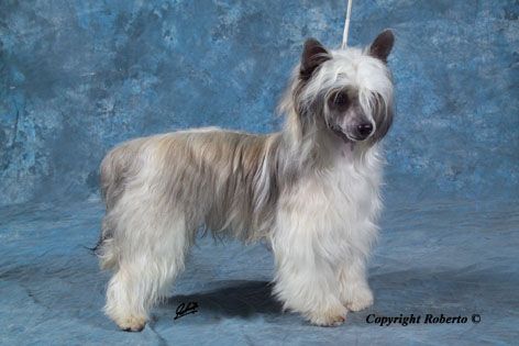 Calypso Fantasy Island