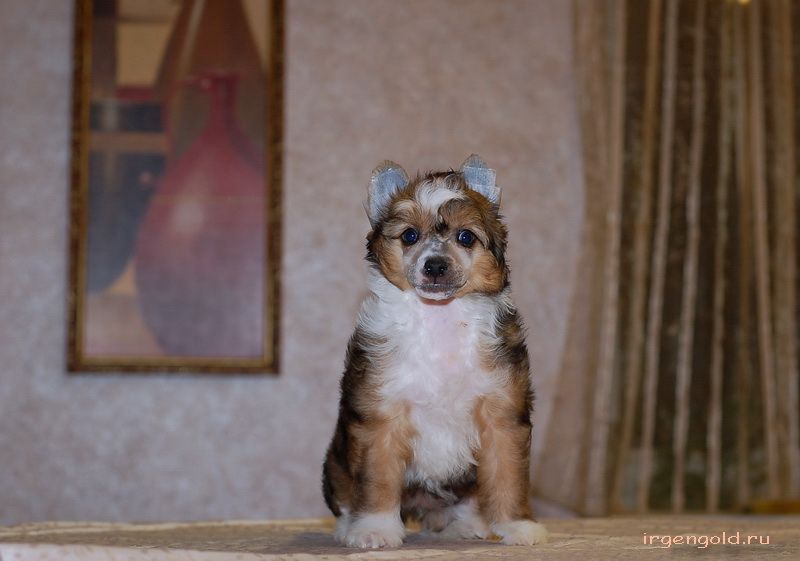 Irgen Gold Unita Rochas