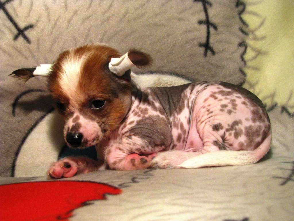 Kristal Yaniry  Ambassador Of World